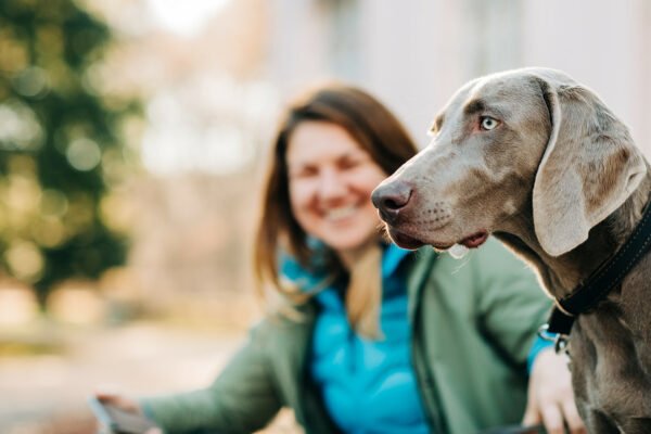 Onlinetraining Entspannter Hund