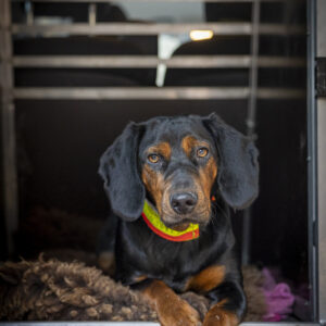 Bundle: Gelassen trotz Reiz