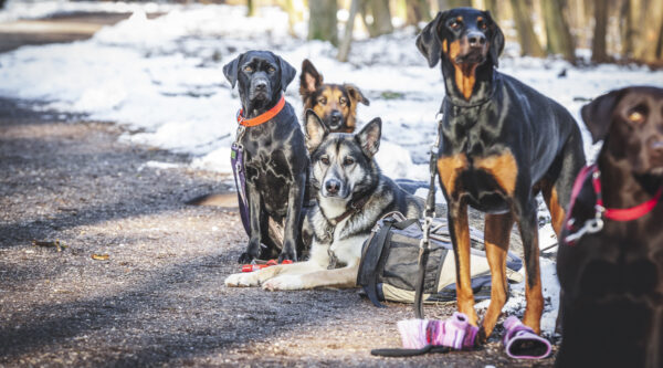 Hundefuehrerschein